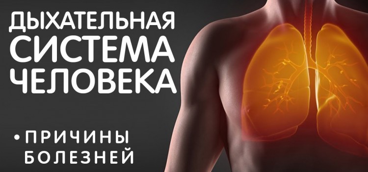 Болезни органов Дыхательной Системы. Причины ринита, синусита, кашеля, насморка, бронхита и пр.