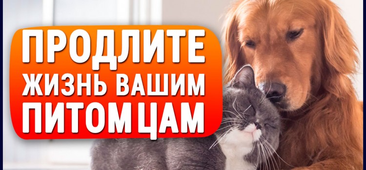 Единственный в мире КОРМ для кошек и собак, который продлевает жизнь и избавляет от многих болезней!