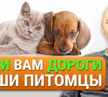 Лечение собак и кошек натуральными средствами! Лесная Аптека. Особые корма и грибные препараты!