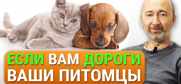 Лечение собак и кошек натуральными средствами! Лесная Аптека. Особые корма и грибные препараты!